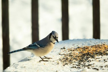 Mavi alakarga kuşunun fıstık almaya geldiği çok güzel bir sahne. Corvid 'in parlak mavi renkleri etraftaki güzel beyaz karların arasında duruyor..