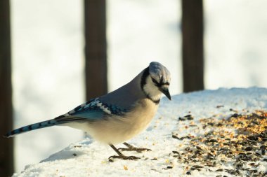 Mavi alakarga kuşunun fıstık almaya geldiği çok güzel bir sahne. Corvid 'in parlak mavi renkleri etraftaki güzel beyaz karların arasında duruyor..