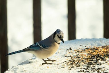 Mavi alakarga kuşunun fıstık almaya geldiği çok güzel bir sahne. Corvid 'in parlak mavi renkleri etraftaki güzel beyaz karların arasında duruyor..