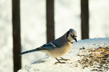 Mavi alakarga kuşunun fıstık almaya geldiği çok güzel bir sahne. Corvid 'in parlak mavi renkleri etraftaki güzel beyaz karların arasında duruyor..