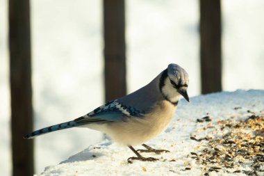 Mavi alakarga kuşunun fıstık almaya geldiği çok güzel bir sahne. Corvid 'in parlak mavi renkleri etraftaki güzel beyaz karların arasında duruyor..