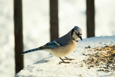Mavi alakarga kuşunun fıstık almaya geldiği çok güzel bir sahne. Corvid 'in parlak mavi renkleri etraftaki güzel beyaz karların arasında duruyor..