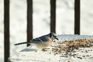 Mavi alakarga kuşunun fıstık almaya geldiği çok güzel bir sahne. Corvid 'in parlak mavi renkleri etraftaki güzel beyaz karların arasında duruyor..