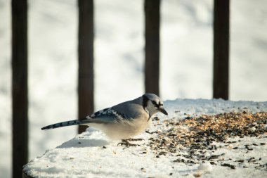 Mavi alakarga kuşunun fıstık almaya geldiği çok güzel bir sahne. Corvid 'in parlak mavi renkleri etraftaki güzel beyaz karların arasında duruyor..