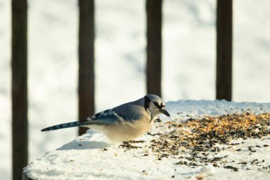 Mavi alakarga kuşunun fıstık almaya geldiği çok güzel bir sahne. Corvid 'in parlak mavi renkleri etraftaki güzel beyaz karların arasında duruyor..
