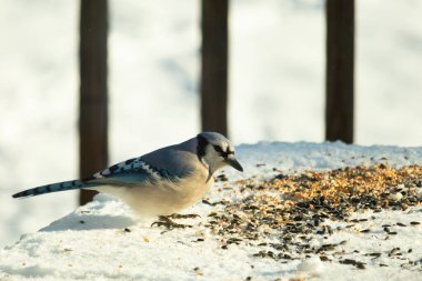 Mavi alakarga kuşunun fıstık almaya geldiği çok güzel bir sahne. Corvid 'in parlak mavi renkleri etraftaki güzel beyaz karların arasında duruyor..
