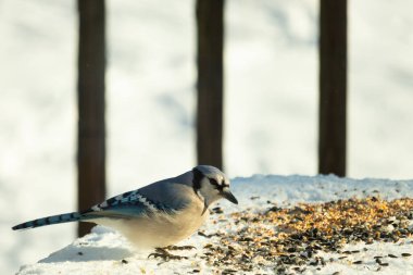 Mavi alakarga kuşunun fıstık almaya geldiği çok güzel bir sahne. Corvid 'in parlak mavi renkleri etraftaki güzel beyaz karların arasında duruyor..