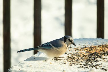 Mavi alakarga kuşunun fıstık almaya geldiği çok güzel bir sahne. Corvid 'in parlak mavi renkleri etraftaki güzel beyaz karların arasında duruyor..