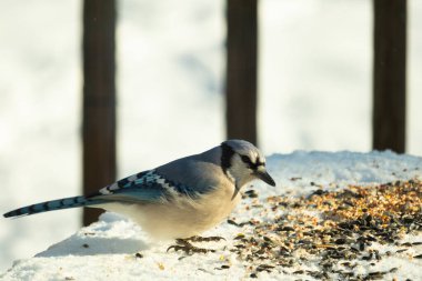 Mavi alakarga kuşunun fıstık almaya geldiği çok güzel bir sahne. Corvid 'in parlak mavi renkleri etraftaki güzel beyaz karların arasında duruyor..