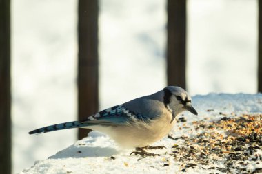 Mavi alakarga kuşunun fıstık almaya geldiği çok güzel bir sahne. Corvid 'in parlak mavi renkleri etraftaki güzel beyaz karların arasında duruyor..