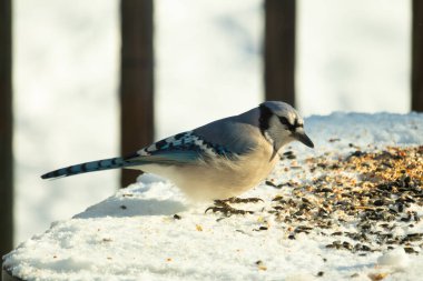 Mavi alakarga kuşunun fıstık almaya geldiği çok güzel bir sahne. Corvid 'in parlak mavi renkleri etraftaki güzel beyaz karların arasında duruyor..