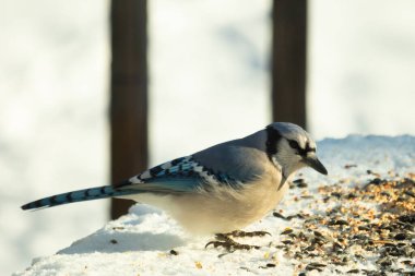 Mavi alakarga kuşunun fıstık almaya geldiği çok güzel bir sahne. Corvid 'in parlak mavi renkleri etraftaki güzel beyaz karların arasında duruyor..