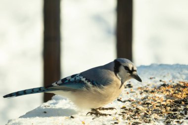 Mavi alakarga kuşunun fıstık almaya geldiği çok güzel bir sahne. Corvid 'in parlak mavi renkleri etraftaki güzel beyaz karların arasında duruyor..