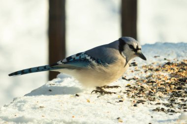 Mavi alakarga kuşunun fıstık almaya geldiği çok güzel bir sahne. Corvid 'in parlak mavi renkleri etraftaki güzel beyaz karların arasında duruyor..