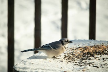 Mavi alakarga kuşunun fıstık almaya geldiği çok güzel bir sahne. Corvid 'in parlak mavi renkleri etraftaki güzel beyaz karların arasında duruyor..