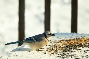 Mavi alakarga kuşunun fıstık almaya geldiği çok güzel bir sahne. Corvid 'in parlak mavi renkleri etraftaki güzel beyaz karların arasında duruyor..