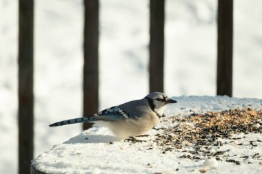 Mavi alakarga kuşunun fıstık almaya geldiği çok güzel bir sahne. Corvid 'in parlak mavi renkleri etraftaki güzel beyaz karların arasında duruyor..