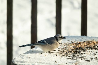 Mavi alakarga kuşunun fıstık almaya geldiği çok güzel bir sahne. Corvid 'in parlak mavi renkleri etraftaki güzel beyaz karların arasında duruyor..