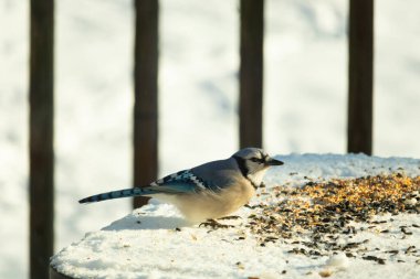 Mavi alakarga kuşunun fıstık almaya geldiği çok güzel bir sahne. Corvid 'in parlak mavi renkleri etraftaki güzel beyaz karların arasında duruyor..