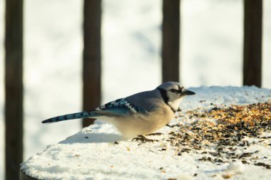 Mavi alakarga kuşunun fıstık almaya geldiği çok güzel bir sahne. Corvid 'in parlak mavi renkleri etraftaki güzel beyaz karların arasında duruyor..