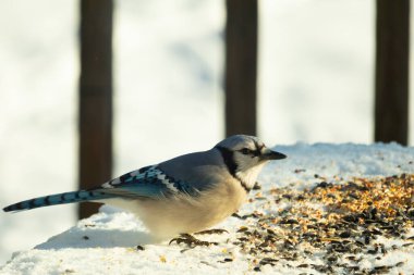 Mavi alakarga kuşunun fıstık almaya geldiği çok güzel bir sahne. Corvid 'in parlak mavi renkleri etraftaki güzel beyaz karların arasında duruyor..