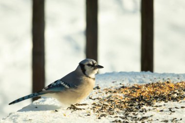 Mavi alakarga kuşunun fıstık almaya geldiği çok güzel bir sahne. Corvid 'in parlak mavi renkleri etraftaki güzel beyaz karların arasında duruyor..