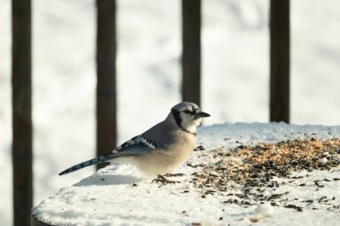 Mavi alakarga kuşunun fıstık almaya geldiği çok güzel bir sahne. Corvid 'in parlak mavi renkleri etraftaki güzel beyaz karların arasında duruyor..