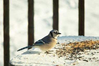 Mavi alakarga kuşunun fıstık almaya geldiği çok güzel bir sahne. Corvid 'in parlak mavi renkleri etraftaki güzel beyaz karların arasında duruyor..