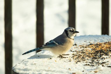 Mavi alakarga kuşunun fıstık almaya geldiği çok güzel bir sahne. Corvid 'in parlak mavi renkleri etraftaki güzel beyaz karların arasında duruyor..