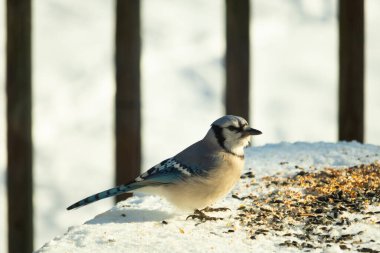 Mavi alakarga kuşunun fıstık almaya geldiği çok güzel bir sahne. Corvid 'in parlak mavi renkleri etraftaki güzel beyaz karların arasında duruyor..