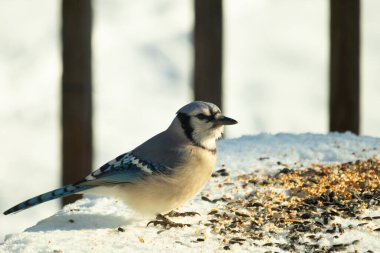 Mavi alakarga kuşunun fıstık almaya geldiği çok güzel bir sahne. Corvid 'in parlak mavi renkleri etraftaki güzel beyaz karların arasında duruyor..
