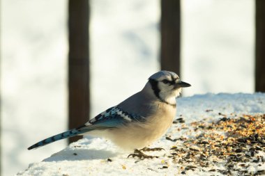Mavi alakarga kuşunun fıstık almaya geldiği çok güzel bir sahne. Corvid 'in parlak mavi renkleri etraftaki güzel beyaz karların arasında duruyor..