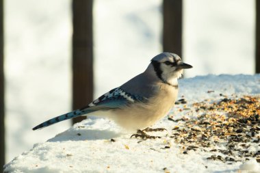 Mavi alakarga kuşunun fıstık almaya geldiği çok güzel bir sahne. Corvid 'in parlak mavi renkleri etraftaki güzel beyaz karların arasında duruyor..