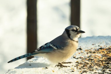 Mavi alakarga kuşunun fıstık almaya geldiği çok güzel bir sahne. Corvid 'in parlak mavi renkleri etraftaki güzel beyaz karların arasında duruyor..