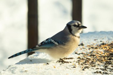 Mavi alakarga kuşunun fıstık almaya geldiği çok güzel bir sahne. Corvid 'in parlak mavi renkleri etraftaki güzel beyaz karların arasında duruyor..