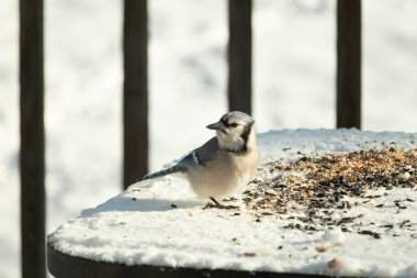 Mavi alakarga kuşunun fıstık almaya geldiği çok güzel bir sahne. Corvid 'in parlak mavi renkleri etraftaki güzel beyaz karların arasında duruyor..