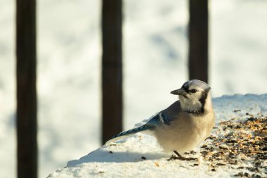 Mavi alakarga kuşunun fıstık almaya geldiği çok güzel bir sahne. Corvid 'in parlak mavi renkleri etraftaki güzel beyaz karların arasında duruyor..