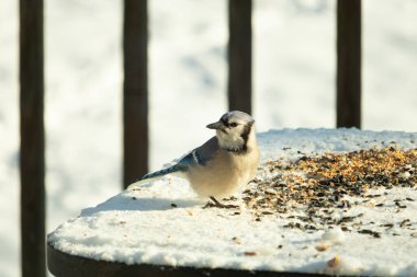 Mavi alakarga kuşunun fıstık almaya geldiği çok güzel bir sahne. Corvid 'in parlak mavi renkleri etraftaki güzel beyaz karların arasında duruyor..