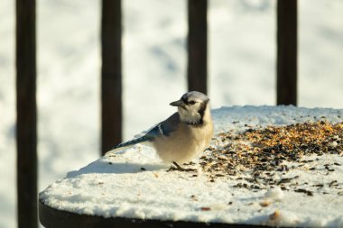 Mavi alakarga kuşunun fıstık almaya geldiği çok güzel bir sahne. Corvid 'in parlak mavi renkleri etraftaki güzel beyaz karların arasında duruyor..