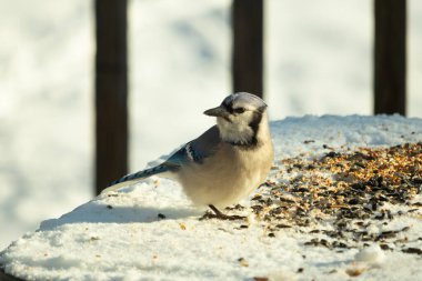 Mavi alakarga kuşunun fıstık almaya geldiği çok güzel bir sahne. Corvid 'in parlak mavi renkleri etraftaki güzel beyaz karların arasında duruyor..
