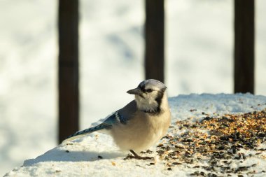 Mavi alakarga kuşunun fıstık almaya geldiği çok güzel bir sahne. Corvid 'in parlak mavi renkleri etraftaki güzel beyaz karların arasında duruyor..