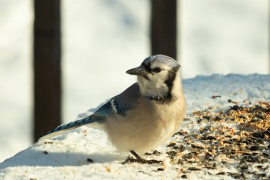 Mavi alakarga kuşunun fıstık almaya geldiği çok güzel bir sahne. Corvid 'in parlak mavi renkleri etraftaki güzel beyaz karların arasında duruyor..