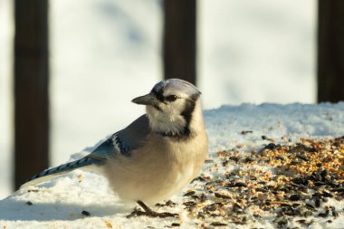 Mavi alakarga kuşunun fıstık almaya geldiği çok güzel bir sahne. Corvid 'in parlak mavi renkleri etraftaki güzel beyaz karların arasında duruyor..
