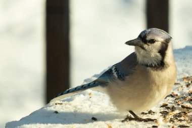 Mavi alakarga kuşunun fıstık almaya geldiği çok güzel bir sahne. Corvid 'in parlak mavi renkleri etraftaki güzel beyaz karların arasında duruyor..