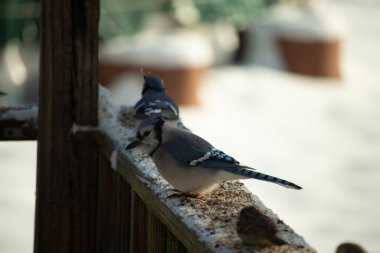Bu iki mavi alakarga güvertenin ahşap korkuluklarında kuş yemi arıyorlardı. Bu güzel korvidler mavi ve siyah tüyleriyle oldukça renklidir. Beyaz kar her yerde..