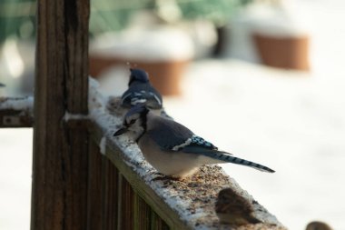 Bu iki mavi alakarga güvertenin ahşap korkuluklarında kuş yemi arıyorlardı. Bu güzel korvidler mavi ve siyah tüyleriyle oldukça renklidir. Beyaz kar her yerde..