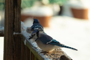 Bu iki mavi alakarga güvertenin ahşap korkuluklarında kuş yemi arıyorlardı. Bu güzel korvidler mavi ve siyah tüyleriyle oldukça renklidir. Beyaz kar her yerde..