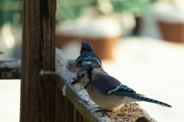 Bu iki mavi alakarga güvertenin ahşap korkuluklarında kuş yemi arıyorlardı. Bu güzel korvidler mavi ve siyah tüyleriyle oldukça renklidir. Beyaz kar her yerde..