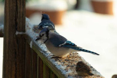 Bu iki mavi alakarga güvertenin ahşap korkuluklarında kuş yemi arıyorlardı. Bu güzel korvidler mavi ve siyah tüyleriyle oldukça renklidir. Beyaz kar her yerde..