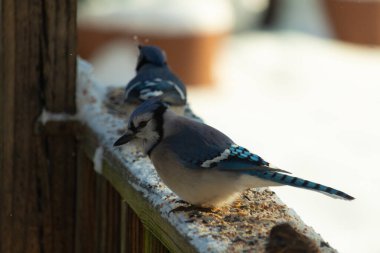 Bu iki mavi alakarga güvertenin ahşap korkuluklarında kuş yemi arıyorlardı. Bu güzel korvidler mavi ve siyah tüyleriyle oldukça renklidir. Beyaz kar her yerde..
